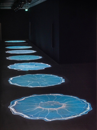 Salmon Traces of Escapees, Undamming Rivers, Cooking Sections, Bonniers Kunsthall, Stockholm, 2022.Photo Jean Baptiste Beranger(10)