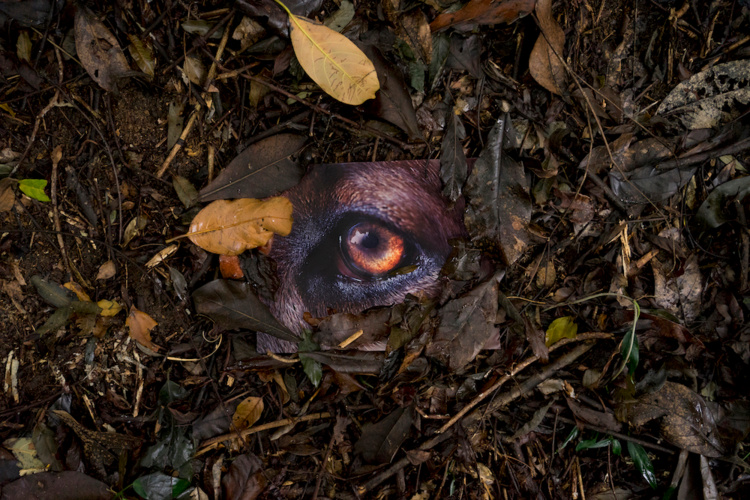 feral-though-2_7