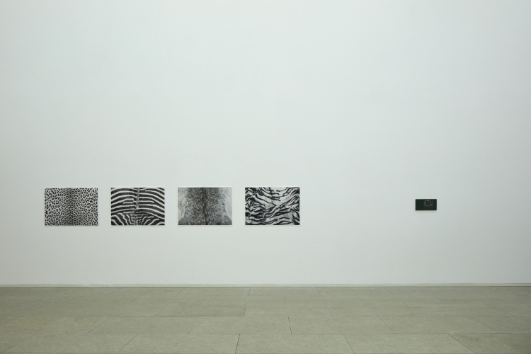 CIAJG_Julião Sarmento_Leopard in a Cage_© Fotografia por Vasco Célio__ Stills_6